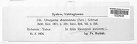 Urocystis anemones image